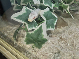 Albino corn snake for sale