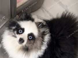 Stunning rare Merle panda Pomeranian