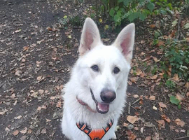 White German Shepherd dog
