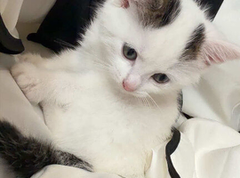 TWO KITTENS TO BE REHOMED
