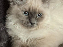 Ragdoll  Kittens had 8 1st time breeder 30+yrs experience
