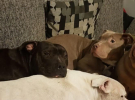 American bulldog
