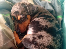 Puppy for sale