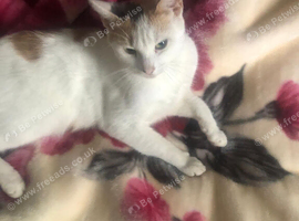 Female cat