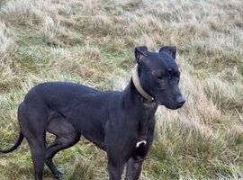 Stunning black bull whippet gray