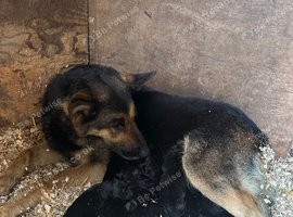German shepherd puppies