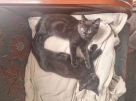 Kittens