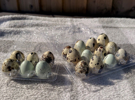 Quail hatching eggs!