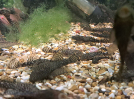 Bristlenose catfish