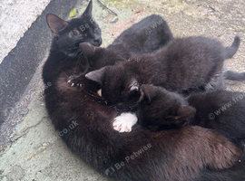 Two black and white kittens