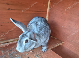Two Sister Rabbits just over a year old.