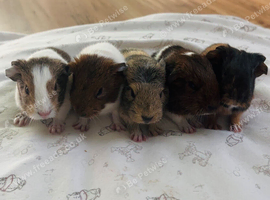 BABY BOYS