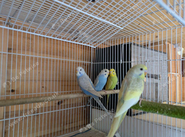 Young budgies