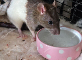 4 rat girl for sale