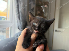 Kittens