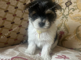 Biewer terriers