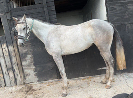 Gino for sale