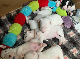 English bull terrier puppies KC
