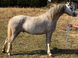 3 year old gelding