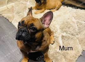 French bulldog X