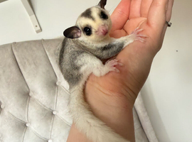 Male mosaic sugar glider