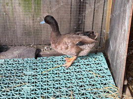 Khaki Campbell male (please read)