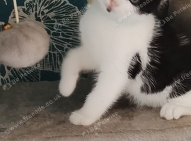 4 Lovely Kittens<3 READY NOW!! Looking Forever Home