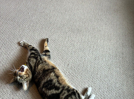 Tom is Male cat for sale 2 years old