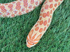 Red albino hognose female 2022