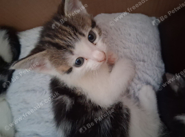 3 mixed breed kittens