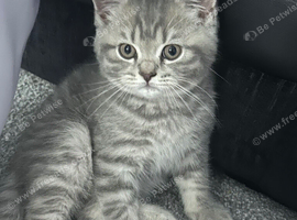British Shorthair x Scottish Shorthair Kitten