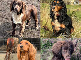 Cocker spaniels at STUD