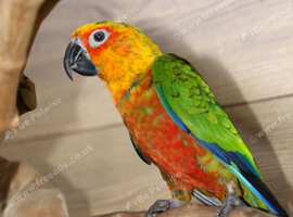 Jenday Conure,2