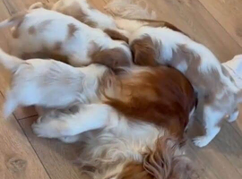 BVA Eye Tested purebred Cavalier King Charles Spaniel Ppuppies