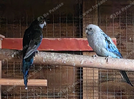 Rosella
