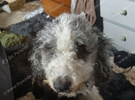 2 year old bordoodle