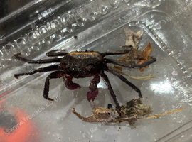 1x Purple & Yellow Vampire Crab