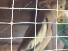 Hen cockatiel