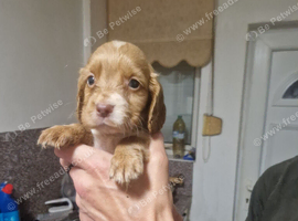 Show cockers spaniels