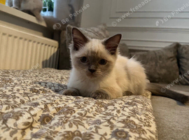 Ragdoll kittens ready now