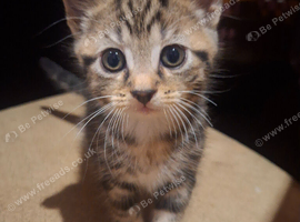 4 beautiful tabby kittens