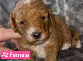 F1B Cockapoo Puppies