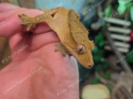 For sale lovely tempament crested gecko