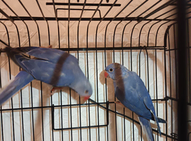 Violet clear tail dna Tested ringneck
