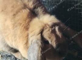 Big lop rabbit