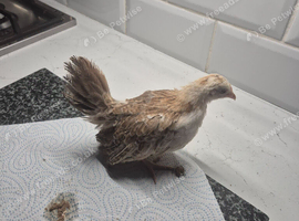 Serama pullets