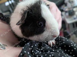 Gorgeous teddy boar available