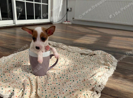 Jack Russell boy puppy