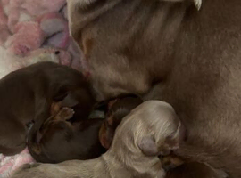 Miniature dachshunds