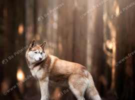 husky male dog  wanted